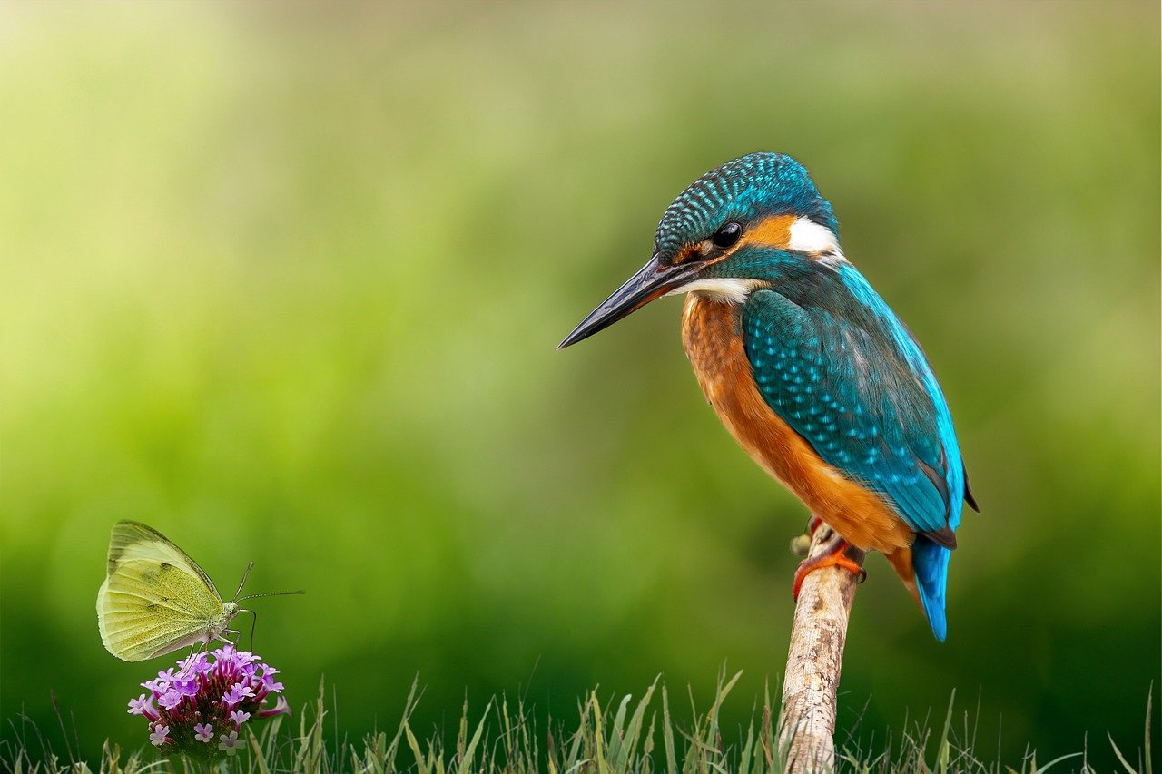 kingfisher, butterfly, nature